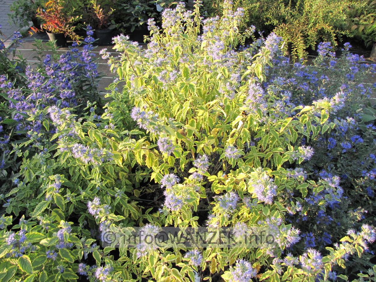 Caryopteris clandonensis Summer Sorbet 03.JPG